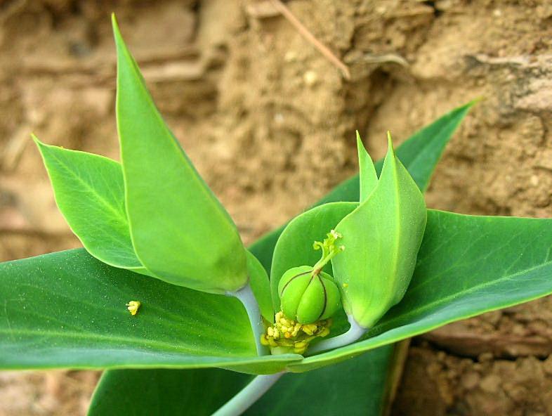Euphorbia lathyris / Euforbia catapuzia
